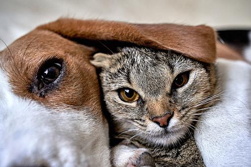 DogCat.jpg